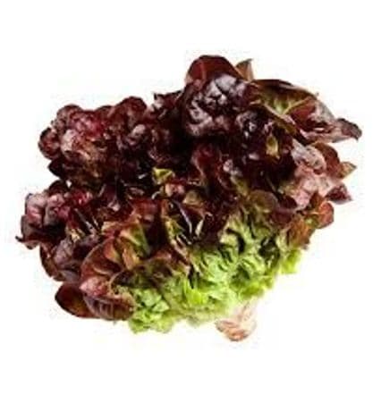 Alface Romana roxa orgânica