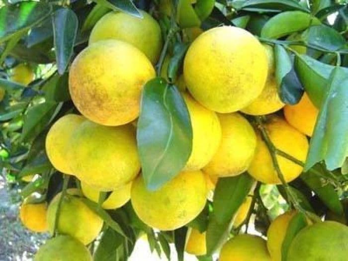 Laranja lima orgânica