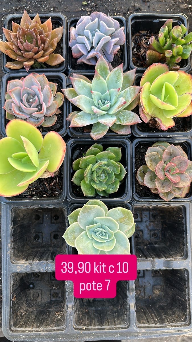 Kit c 10 suculentas pote 7 - Foto 3