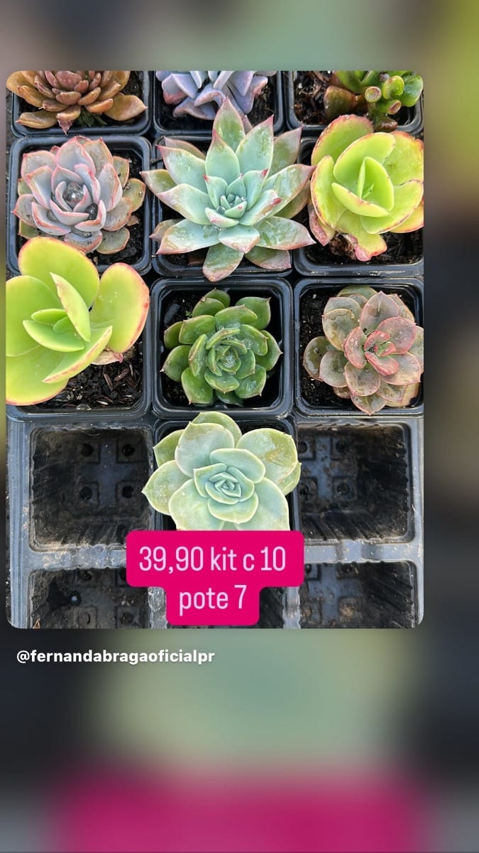 Kit c 10 suculentas pote 7 - Foto 1